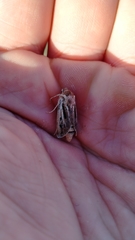 Agrotis innominata