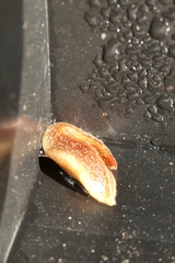 Australopacifica spectabilis