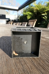 Australopacifica spectabilis