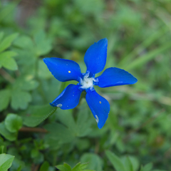 Gentiana verna