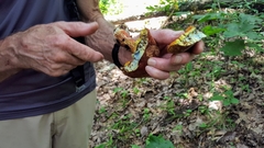 Baorangia bicolor image
