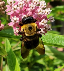 Xylocopa virginica