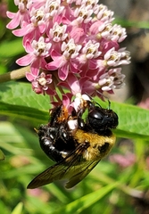 Xylocopa virginica