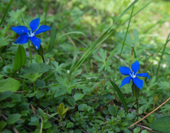 Gentiana verna