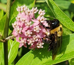 Xylocopa virginica