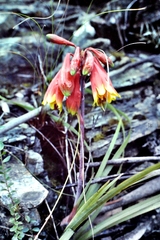 Blandfordia cunninghamii