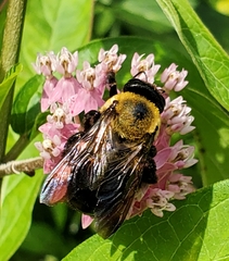Xylocopa virginica