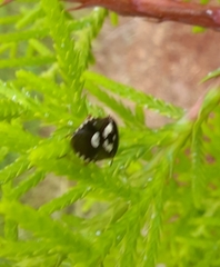 Menida