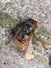 Volucella zonaria