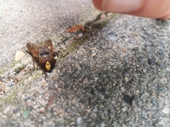 Volucella zonaria