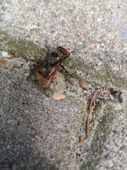 Volucella zonaria