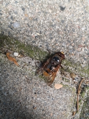 Volucella zonaria