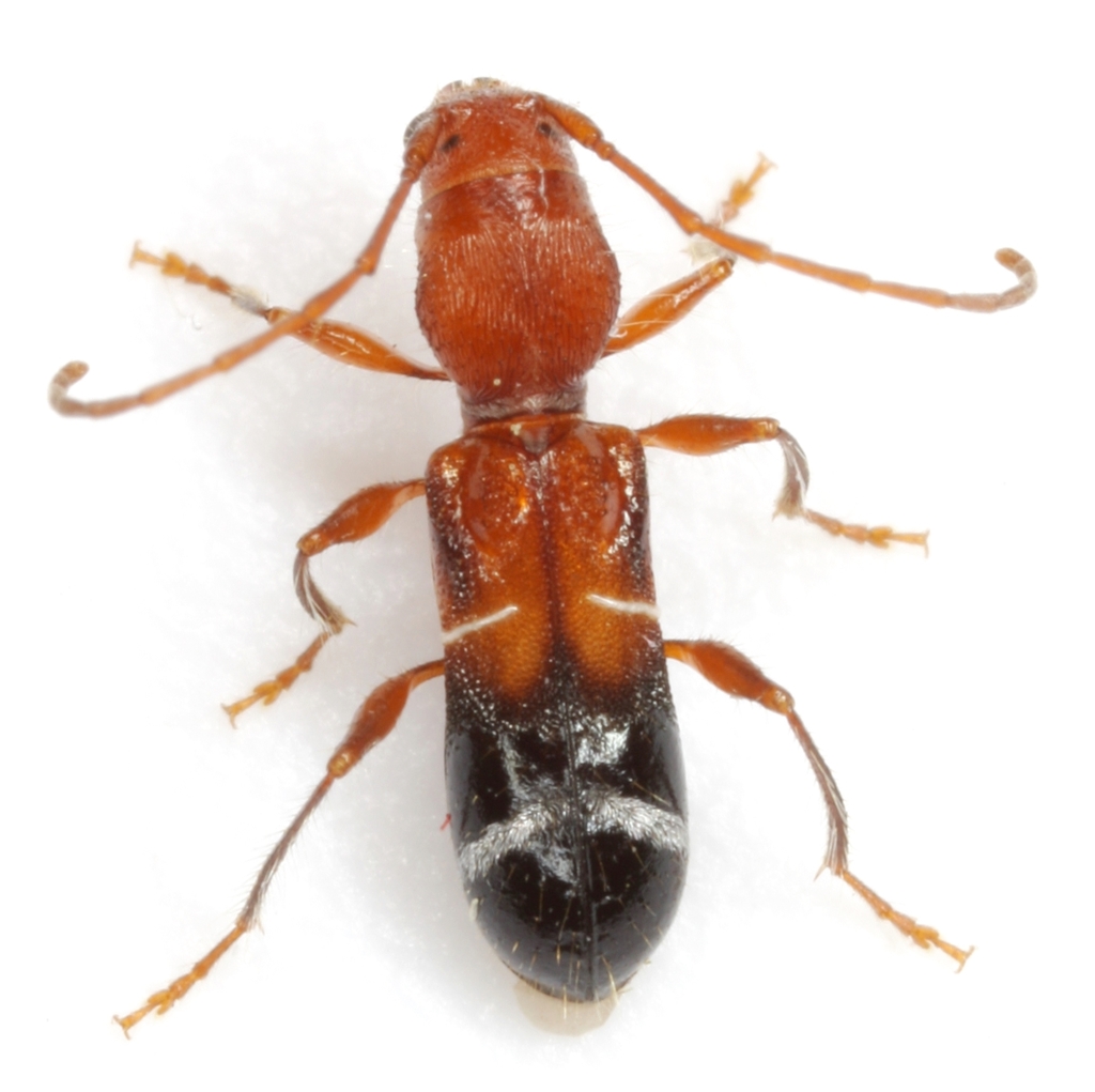 Euderces pini