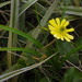 Ranunculus verticillatus - Photo (c) Pete McGregor, μερικά δικαιώματα διατηρούνται (CC BY-NC-ND), uploaded by Pete McGregor
