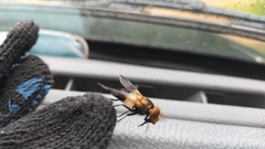 Volucella