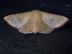 Banisia