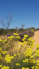 Glischrocaryon aureum