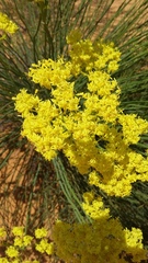 Glischrocaryon aureum