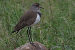 Vanellus lugubris