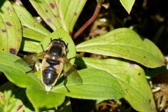 Helophilus lapponicus