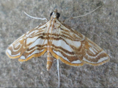 Paracymoriza prodigalis