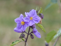 Solanum silvestre
