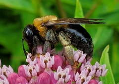 Xylocopa virginica