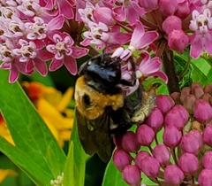 Xylocopa virginica