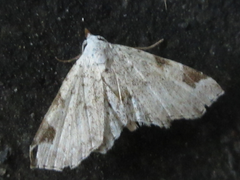 Aventiola trigonifera