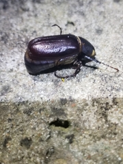 Euetheola