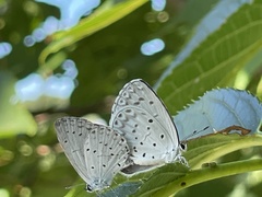 Celastrina argiolus ladonides