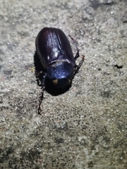 Euetheola