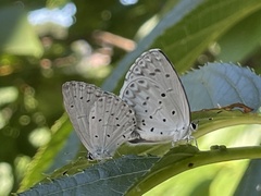 Celastrina argiolus ladonides