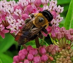 Xylocopa virginica