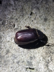 Euetheola