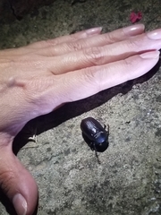 Euetheola