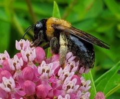 Xylocopa virginica