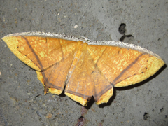 Thinopteryx crocoptera