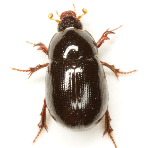 Illiger's Scavenger Scarab