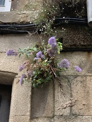 Trachelium caeruleum