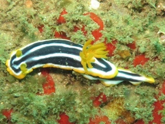 Chromodoris africana