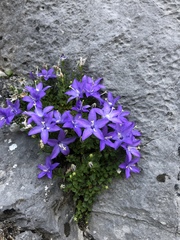 Campanula arvatica