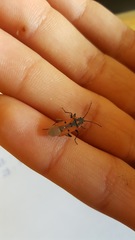 Lygaeus creticus