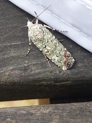 Actebia praecox