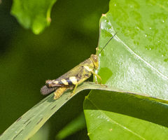 Apalacris varicornis