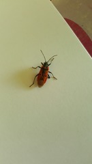 Lygaeus creticus