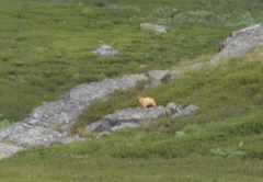 Marmota baibacina