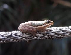 Litoria bicolor