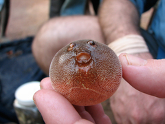 Congo Puffer photo 5