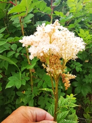 Filipendula palmata
